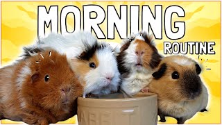 Feel Good Morning Care Routine for Four Guinea Pigs [upl. by Cherie409]