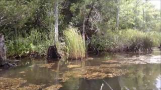 Cahooque Creek Croatan National Forest  Canoe [upl. by Nottus]