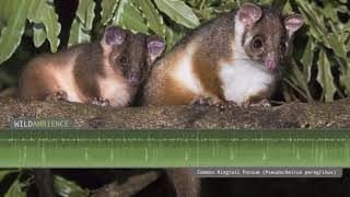 Common Ringtail Possum  Sounds amp Calls [upl. by Nirehtak]