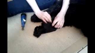 Dog Grooming Tips  Pedicure for Newfies Part 1 [upl. by Melba]