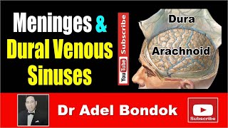 Meninges and Dural Venous Sinuses Dr Adel Bondok [upl. by Cicily260]