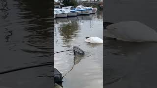 Big Rudd Caught at Wroxham Norfolk [upl. by Oria362]