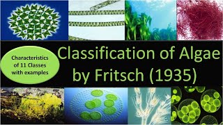 Classification of Algae by Fritsch  11 classes with characteristics and examples [upl. by Aiuhsoj]