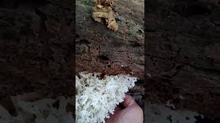 Hericium Coralloides forage fungus wildmushrooms nature [upl. by Alim]