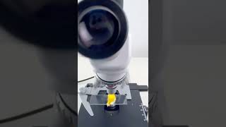 An Orange Peel magnified 400 Times Has an Artistic Lookshorts fyp microscope shortsvideo [upl. by Seraphine]