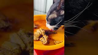 Adorable Cats Eating Mukbang shorts cat catlovers pets fyp [upl. by Assilat824]