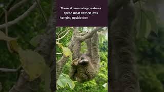 Three  Toed Sloths Are Fascinating Creatures [upl. by Amitarp]