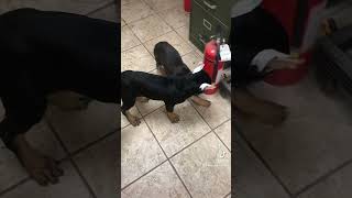 freefire corsopups doglover corsolove dogowner canecorsoitaliano puppy corso fypyoutube fy [upl. by Roos805]