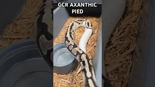 Up Close amp Personal with the GCR Axanthic Pied Ball Python [upl. by Dale472]