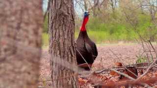 Wisconsin Spring Turkey Hunt [upl. by Cralg946]