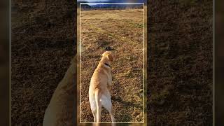 Walking the dogs  yellow labrador retriever  arctic  181024 [upl. by Si576]