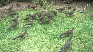 Chachalaca noon feeding time [upl. by Bohs]