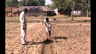 Sowing technique in wheat cultivation Odia VARRAT Odisha [upl. by Liu909]