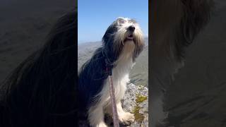 ⛰️Views up a Scottish mountain with our dog hikingwithdogs mountainviews shorts dogshorts [upl. by Strephonn534]