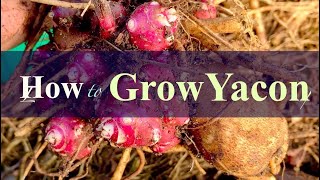 How to Plant Yacon Crowns [upl. by Yliak933]