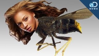 New Species Named After Celebrities [upl. by Aicillyhp]