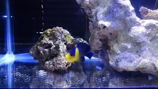 Purple Masked Angelfish in QT [upl. by Cotter]