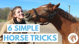 How to Teach Your Horse Tricks 6 Simple Tricks [upl. by Ocnarfnaig666]