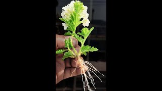 How To Grow Verbena tree From Cuttings with aloe vera in egg shell [upl. by Aldon694]