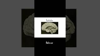 Whats in our brains besides the brain matter 👽 brains brainanatomy animation [upl. by Refannej]