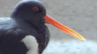 Austernfischer Haematopus ostralegus Schnabel oystercatcher Portrait Seevogel Wattenmeer [upl. by Ari]