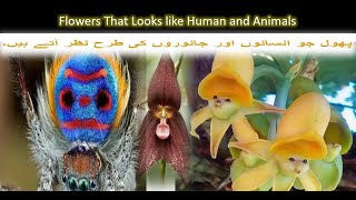 Flowers that looks like Human and animals  Human and animal face flowers [upl. by Eladnek]