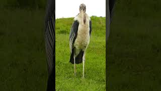 Old Marabou Stork Wants Our Food africansafari wildlife marabou tanzaniasafari ngorongoro [upl. by Attenaz]