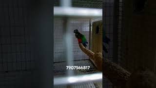 Crimson bellied conure breeding pair aviculture crimsonbelliedconurekeralabirds conure [upl. by Zeba]