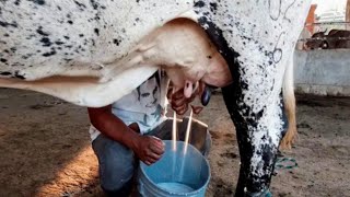 worlds Highly Milking Biggest Udder Girlando Cow Breed 127 Litters Milk a Day  Cow Milking Video [upl. by Melentha]