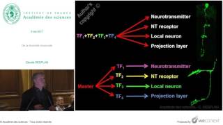 Conférence C DESPLAN  De la diversité neuronale [upl. by Pradeep]