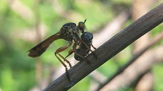 Robber Fly selyan1980 [upl. by Adlen769]