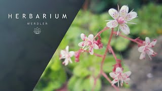 Saxifraga x geum  Prattling Parnell [upl. by Deuno]