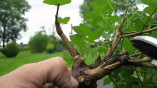 Bonsai Feldahorn Acer Entstehung eines Bonsai in seinem Anfang Hab Mut [upl. by Nuahsor]