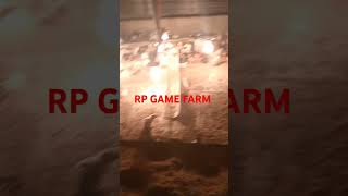 RP GAME FARM [upl. by Ertsevlis]