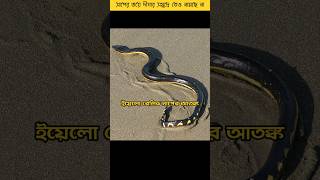 Yellow Bellied Sea Snake was seen in Digha sea  facts [upl. by Bridgid206]