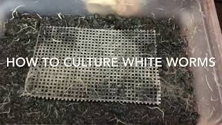 How To Culture White worms [upl. by Larred345]