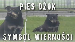 Dżok  krótka historia o psiej wierności  HISTORIE [upl. by Gwenny308]