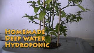 Home made Deep Water Hydroponic system Very cheap to make [upl. by Anaeel]