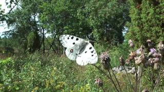 Parnassius apollo apollo [upl. by Sulakcin43]