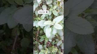 तुलसी को घना कैसे करें Tulsi plant careshorts youtubeshorts gardeningviralvideo [upl. by Acirat]