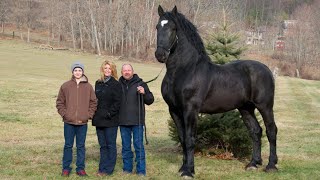 CABALLOS IMPRESIONANTES 10 razas de caballos que no creerás que existen [upl. by Anreval]