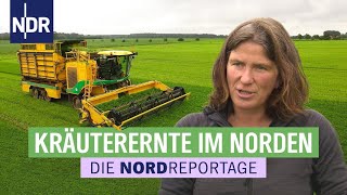 Aromatisch amp würzig leckere Küchenkräuter aus Niedersachsen  Die Nordreportage  NDR [upl. by Estren]