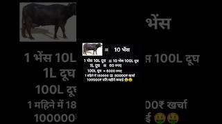 10 भेंस 180000₹ 😯😯 shorts video viralvideo pranks prank funny funnyvideos funnypranks [upl. by Nika]