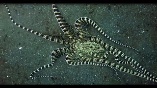 Facts The Mimic Octopus [upl. by Nevet]