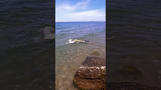 Golden mermaid caught to swim near the rocks ✨♥️ mermaid mermaids sirena swimming [upl. by Hitchcock]