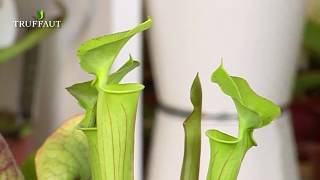 Quelles plantes carnivores choisir   Truffaut [upl. by Yror]