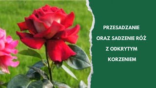 Przesadzam kilkuletnią różę  W ten sposób posadź róże z odkrytym korzeniem [upl. by Emiatej]