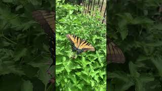 Giant Eastern tiger swallowtail butterfly [upl. by Candy]