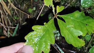 Sessile Oak Quercus petraea saplings growing in rockery slope 23112024 Northern Ireland [upl. by Eirrot]