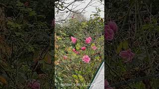 Wetter in Norden 06 11 2024 naturevideo nordseegefuehl wetter blumen [upl. by Redliw]